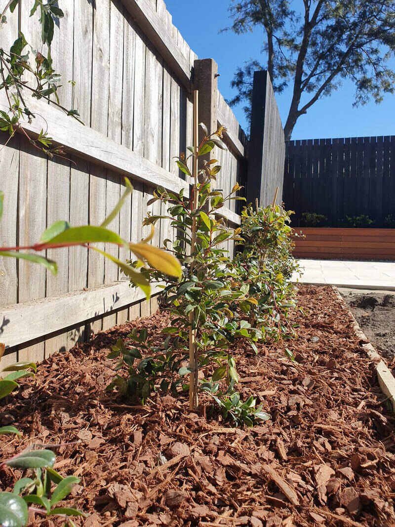 New garden planting along a boundary fence