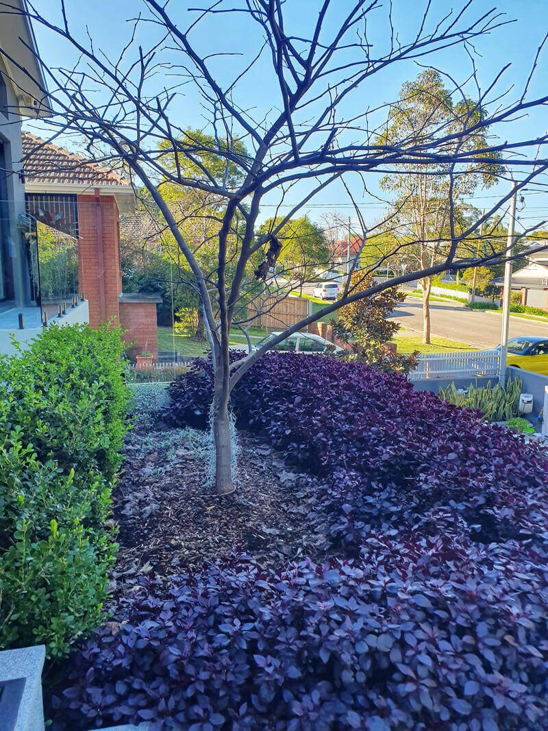 Front garden with established tree and layered planting